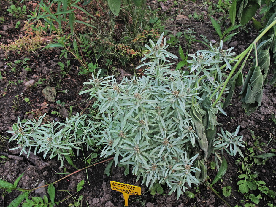 Image of Gnaphalium uliginosum specimen.