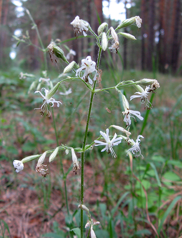 Изображение особи Silene nutans.