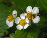 Fragaria vesca