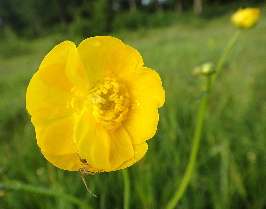 Изображение особи Ranunculus polyanthemos.