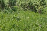 Allium amblyophyllum. Цветущие растения на высокотравном лугу. Юго-восточный Казахстан, Кунгей Алатау, окр. Первого Кульсайского оз. 05.07.2013.