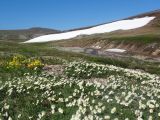Dryas chamissonis. Заросли цветущих растений. Чукотский автономный округ, Чукотский р-н, окр. села Лорино. 20 июня 2013 г.
