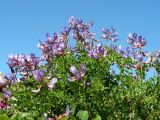 Astragalus tumninensis