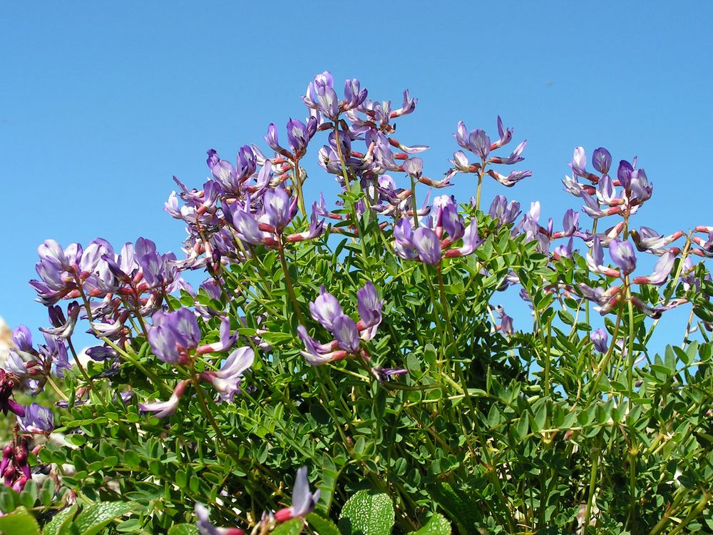 Изображение особи Astragalus tumninensis.