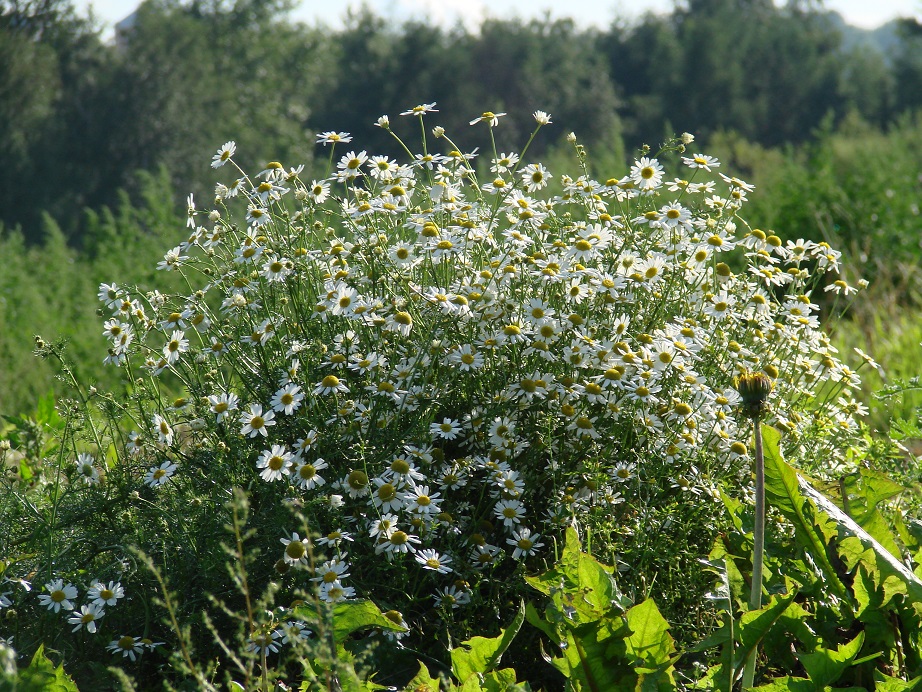 Изображение особи Tripleurospermum inodorum.