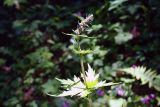 род Aconitum