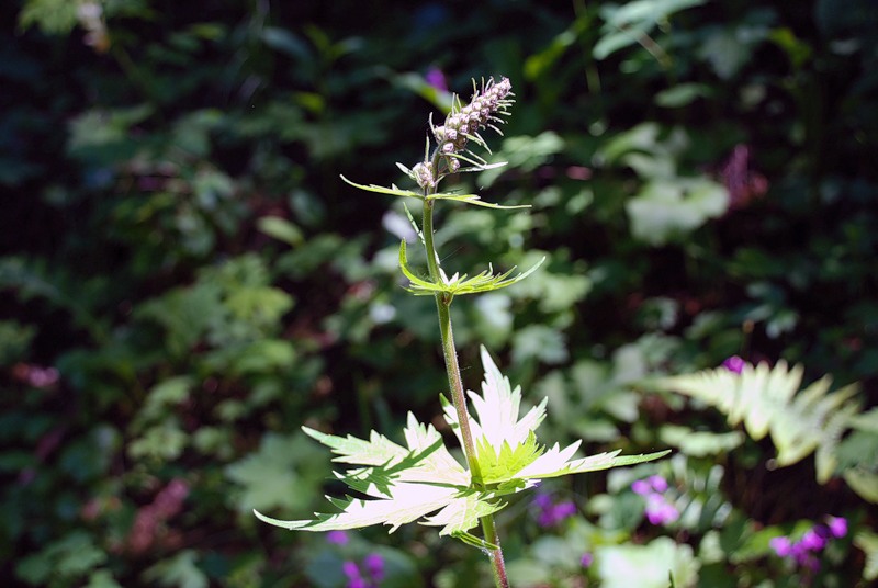 Image of genus Aconitum specimen.