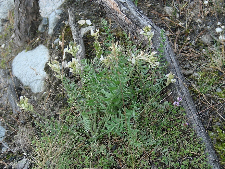 Image of Oxytropis baicalia specimen.