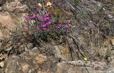 Dianthus versicolor. Цветущее растение на скальном выступе. Иркутская обл., Слюдянский р-н, окр. порта Байкал, береговой обрыв. 28.09.2013.