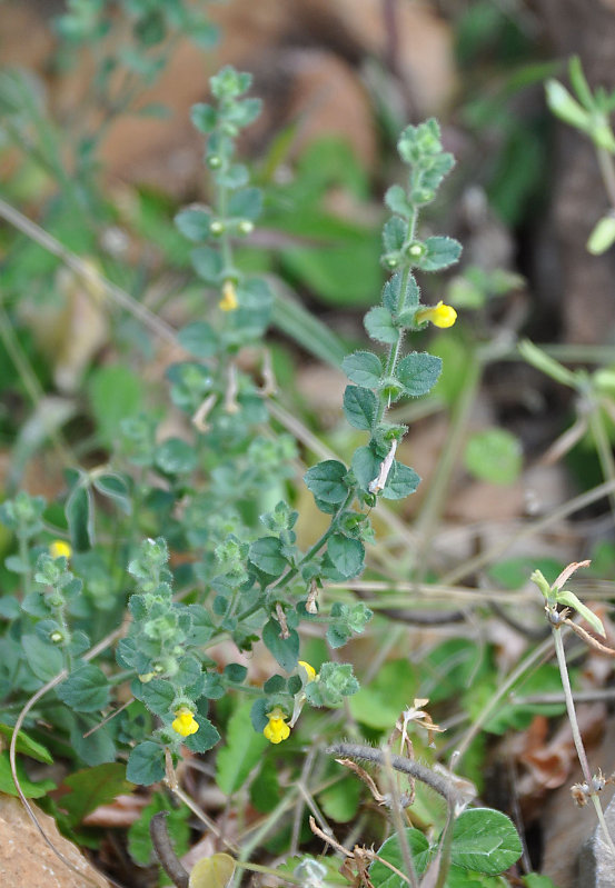 Image of Lindenbergia sokotrana specimen.