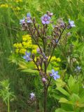 Cynoglottis barrelieri. Верхушка цветущего растения. Украина, Закарпатская обл., Виноградов, Чёрная гора, луговой склон. 5 мая 2008 г.