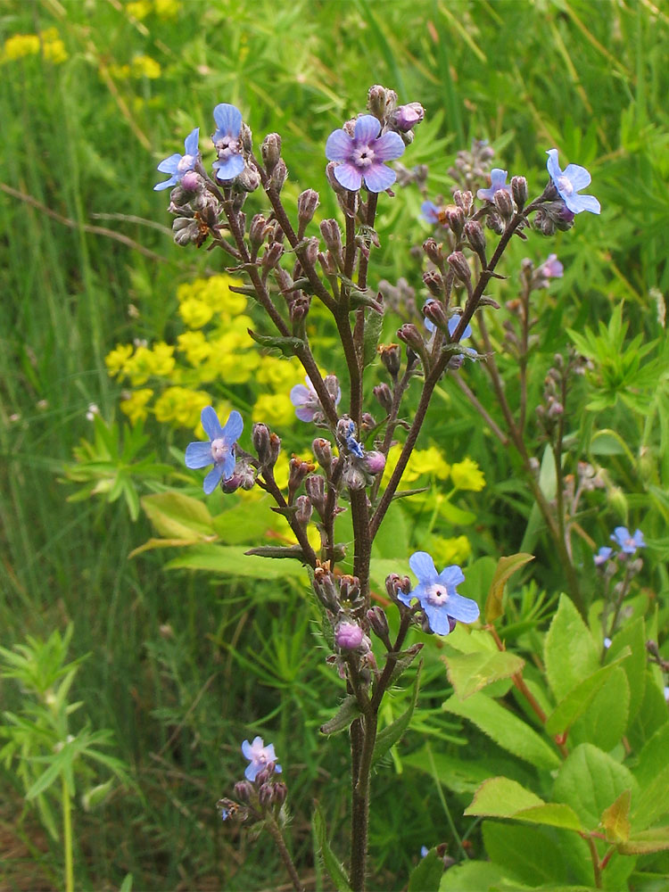 Изображение особи Cynoglottis barrelieri.