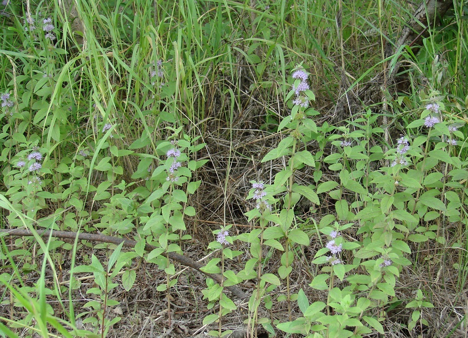 Image of Mentha arvensis specimen.
