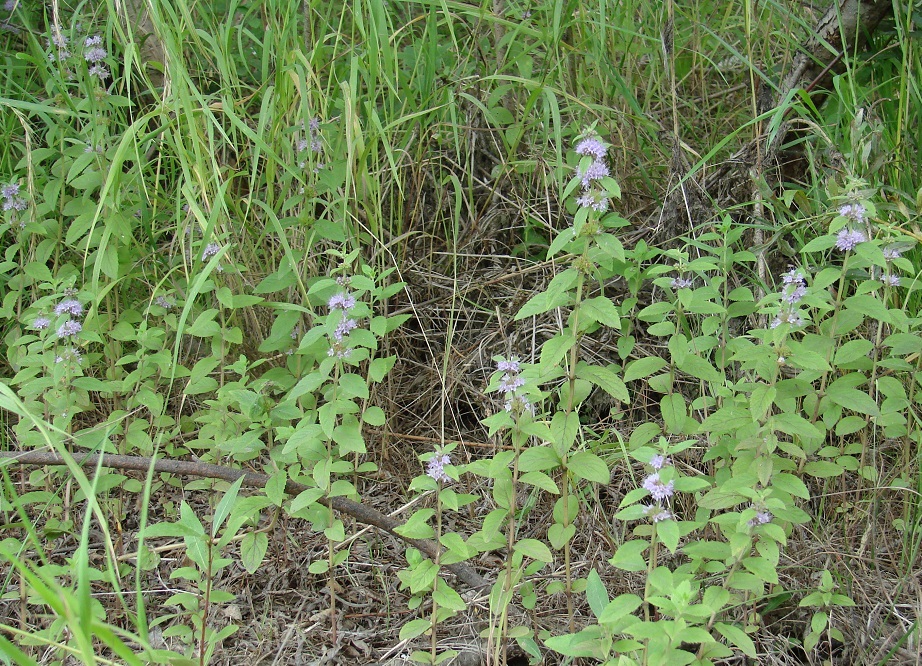 Image of Mentha arvensis specimen.