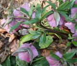 Helleborus orientalis. Верхняя часть побега с цветками (у цветков вид со стороны цветоножек). Германия, г. Кемпен, в парке. 23.02.2014.
