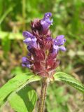 Prunella vulgaris. Соцветие. Томская обл., окр. г. Томск, суходольный луг. 05.07.2009.