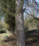 Cedrus libani. Нижняя часть ствола взрослого дерева. Германия, г. Дюссельдорф, Ботанический сад университета. 10.03.2014.
