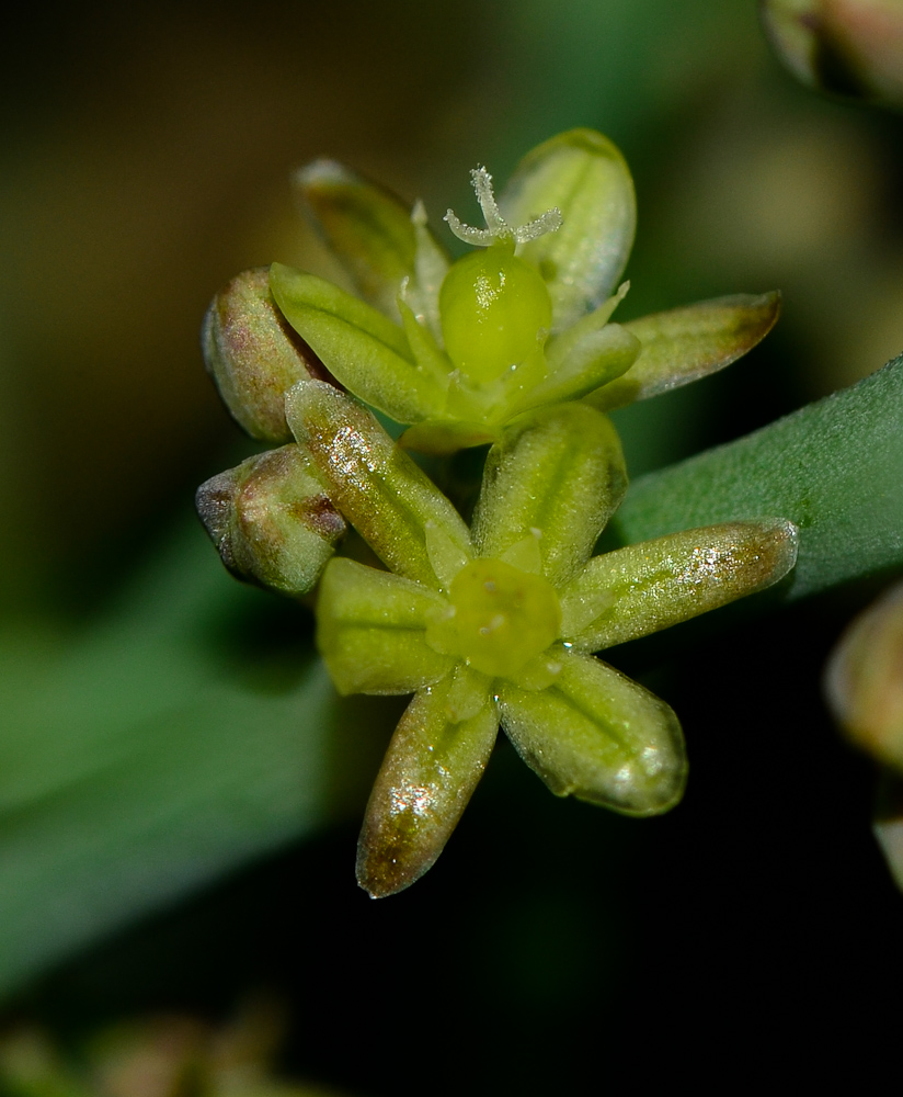 Image of Asparagus horridus specimen.