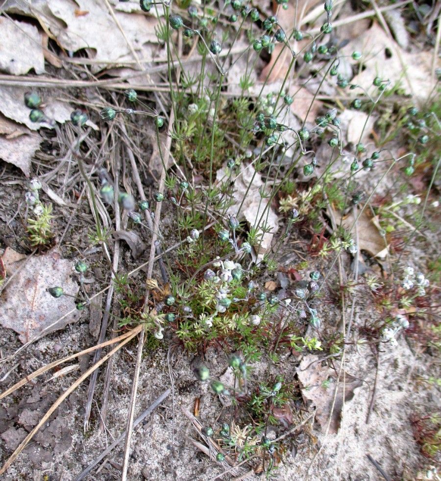 Image of Spergula morisonii specimen.