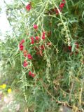 Chenopodium nutans. Веточка с плодами. Израиль, г. Беэр-Шева, сорняк в живой изгороди. 17.04.2014.