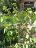 Abutilon hirtum. Цветущее и плодоносящее растение. Израиль, кибуц Эйн-Геди, ботанический сад. 18.03.2014.