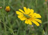 Glebionis coronaria