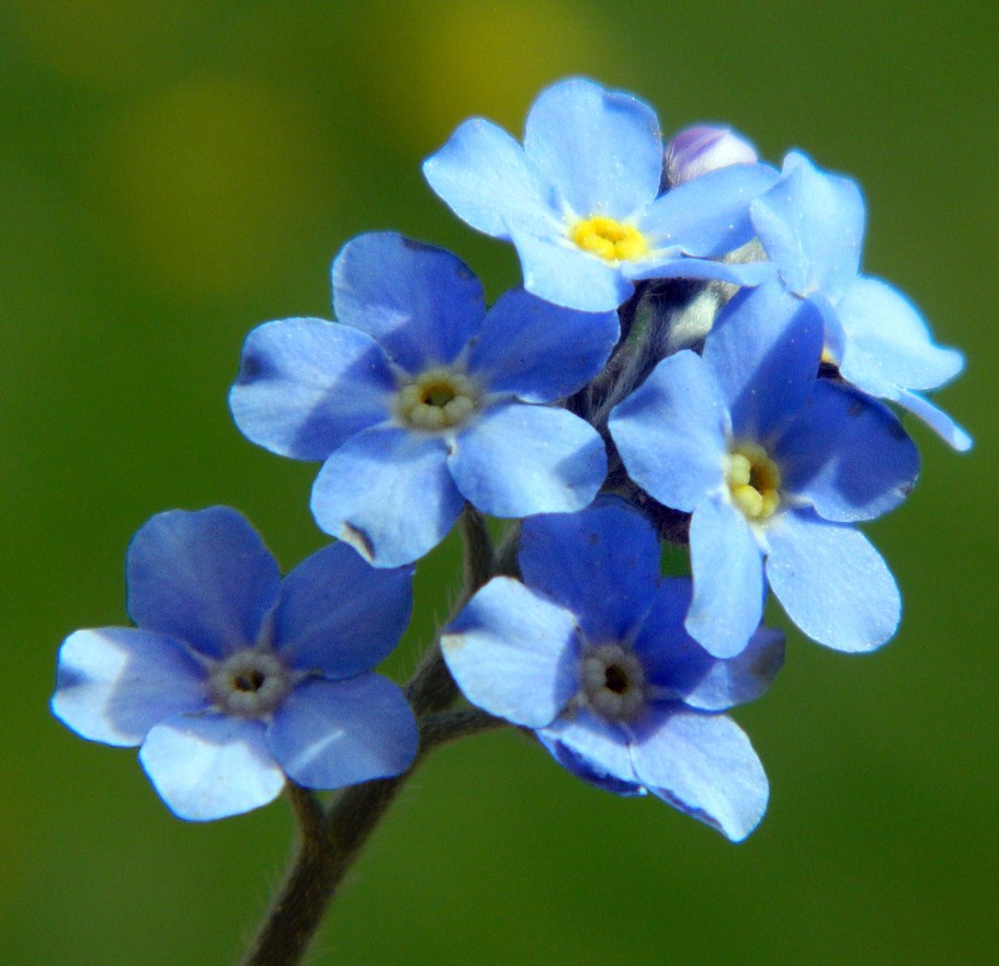 Изображение особи Myosotis sylvatica.