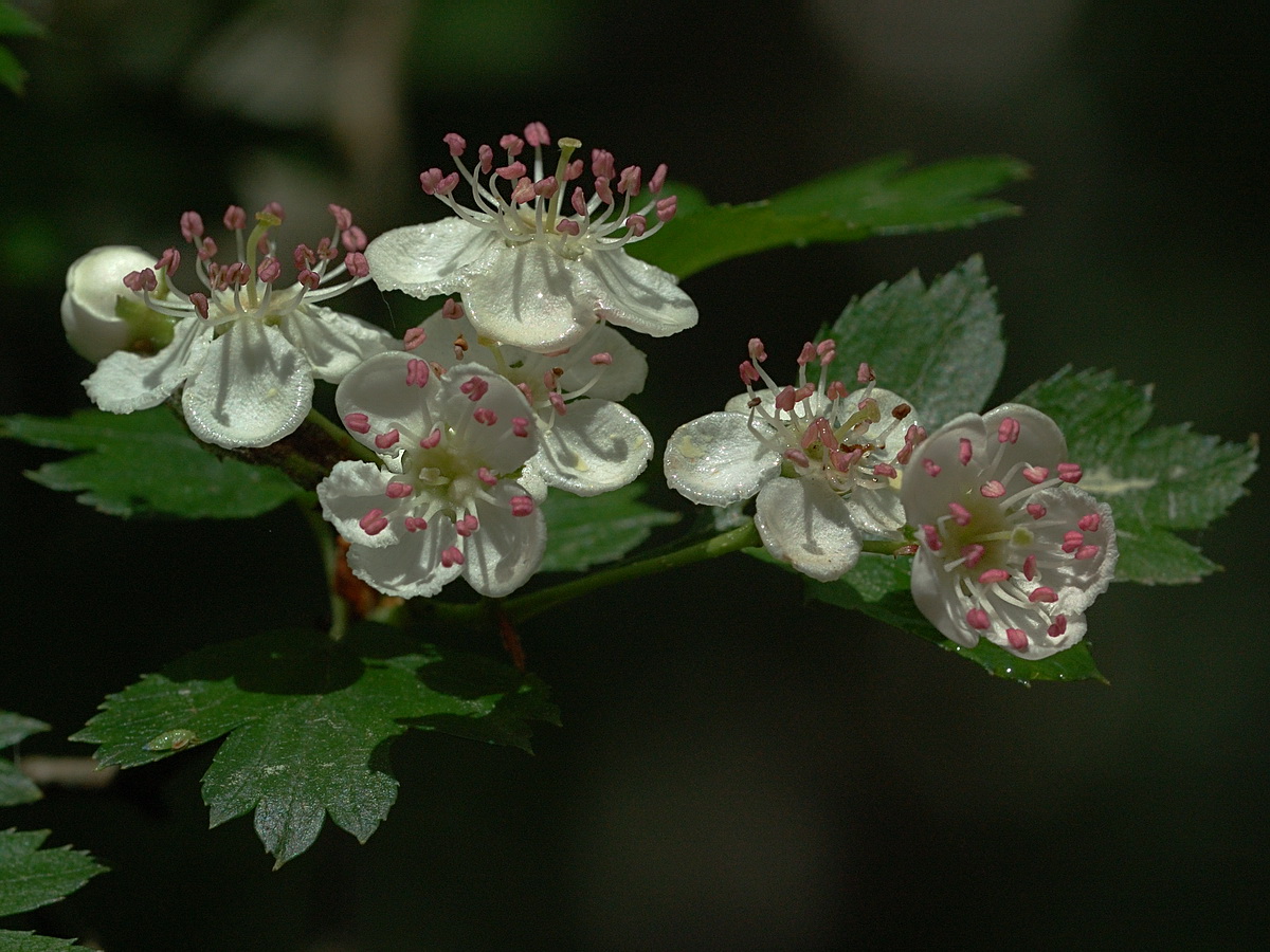 Image of Crataegus monogyna specimen.