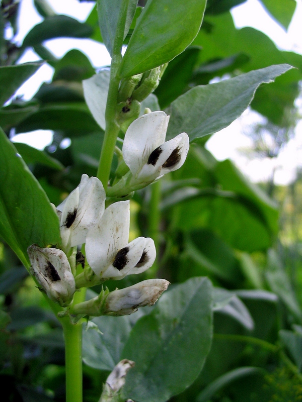 Изображение особи Vicia faba.