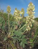 Hedysarum grandiflorum