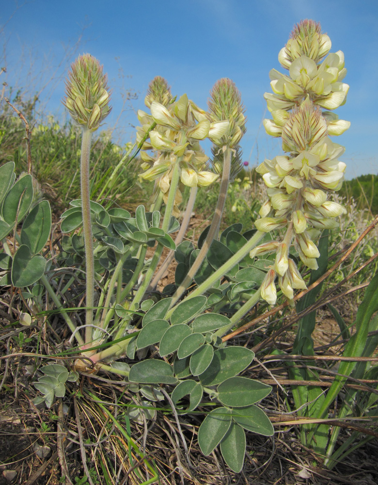 Изображение особи Hedysarum grandiflorum.