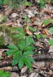 Cardamine bulbifera. Цветущее растение. Краснодарский край, Апшеронский р-н, долина р. Мезмай. 02.05.2014.