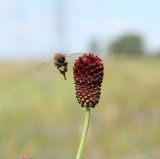 Sanguisorba officinalis