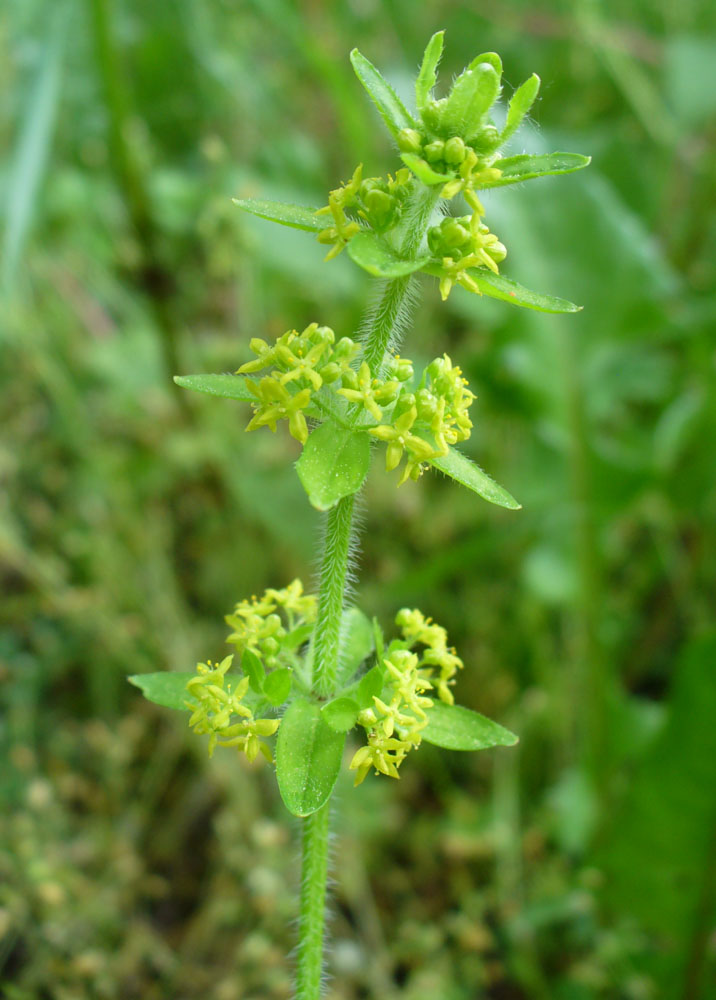 Image of Cruciata laevipes specimen.