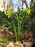 Gagea lutea