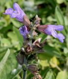 Salvia tomentosa. Верхняя часть отцветающего соцветия. Германия, г. Дюссельдорф, Ботанический сад университета. 02.06.2014.
