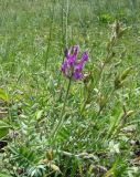 Oxytropis uralensis