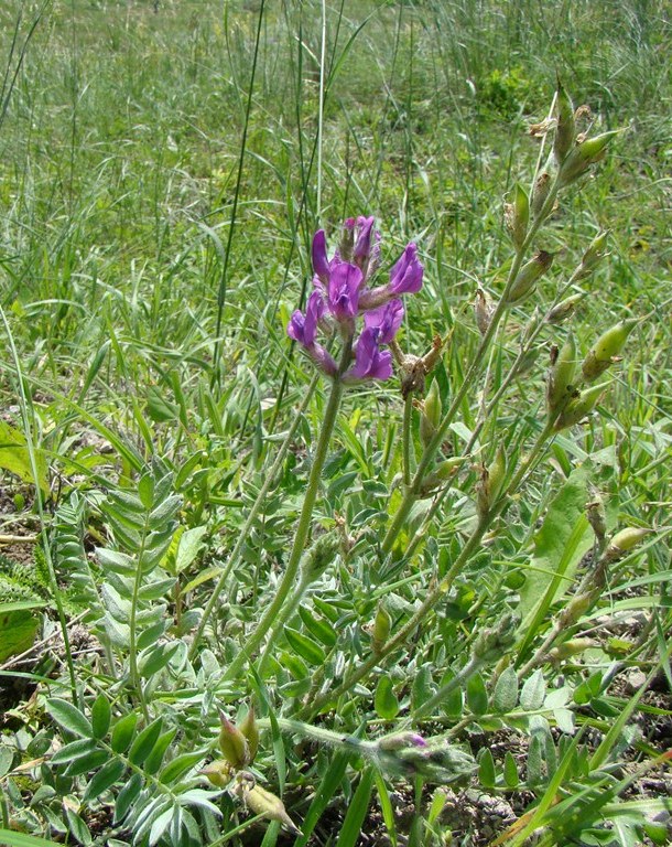 Image of Oxytropis uralensis specimen.