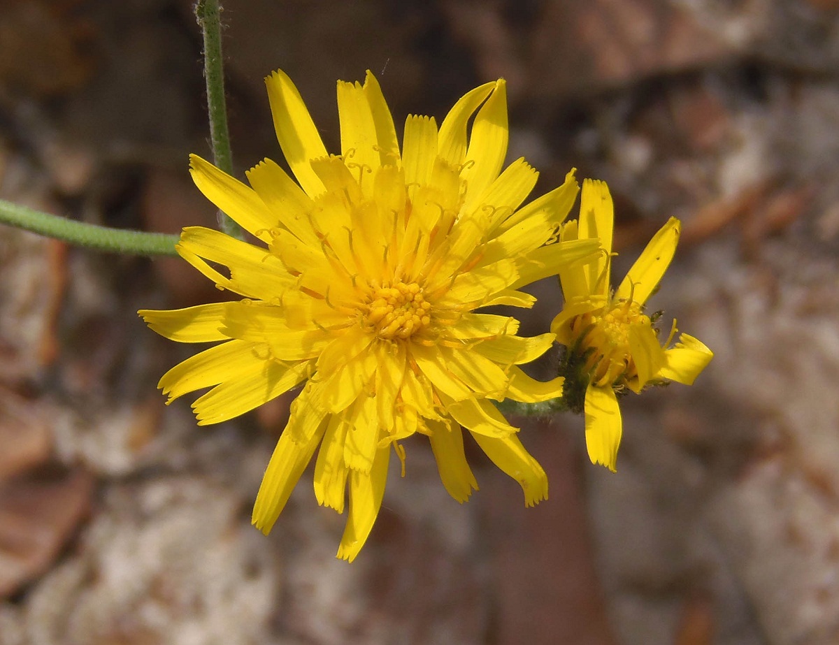 Изображение особи род Hieracium.