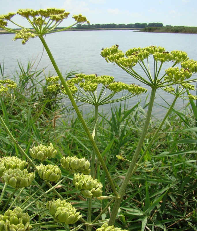 Изображение особи Heracleum sibiricum.