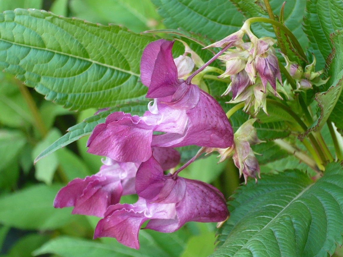 Image of Impatiens glandulifera specimen.