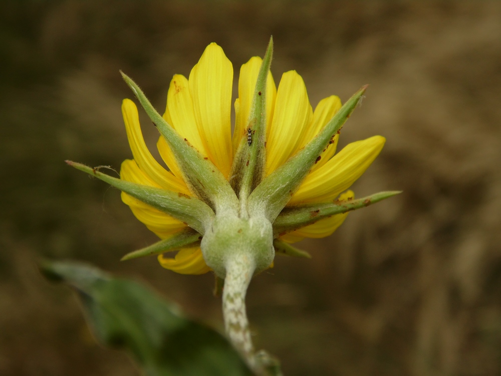 Image of Tragopogon dasyrhynchus specimen.