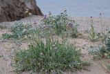 Jurinea longifolia