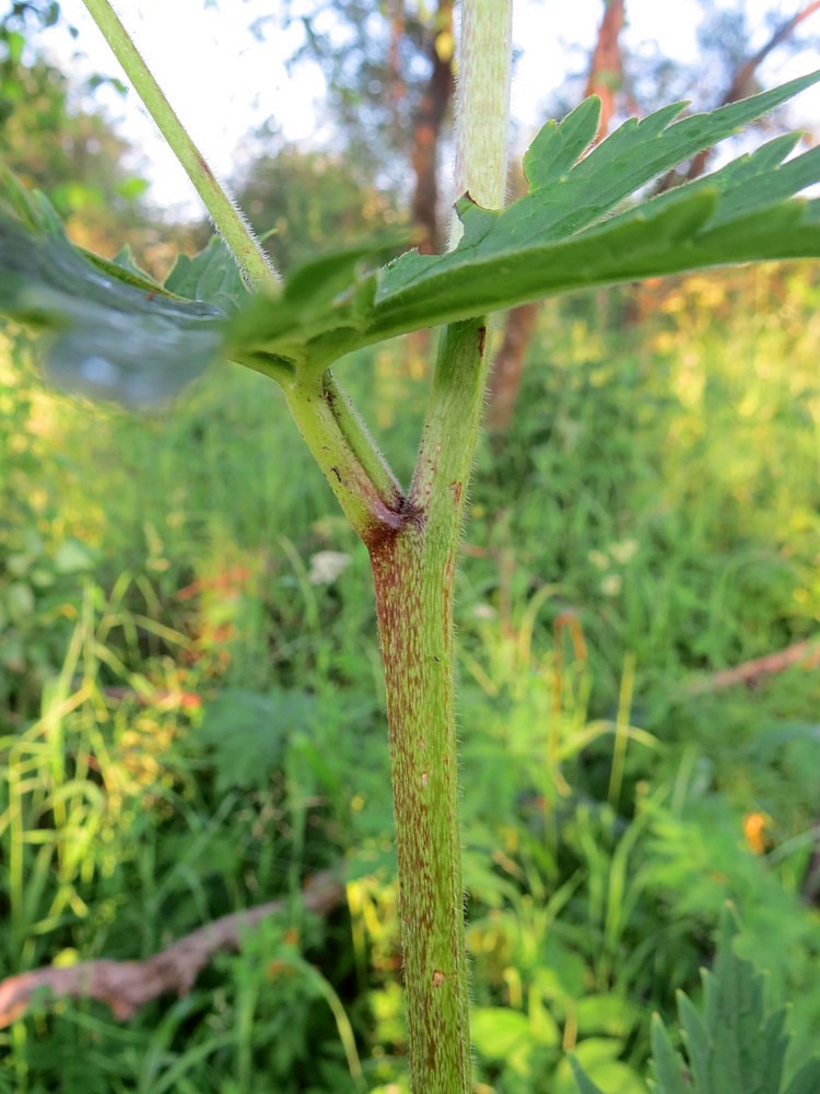 Изображение особи Aconitum septentrionale.