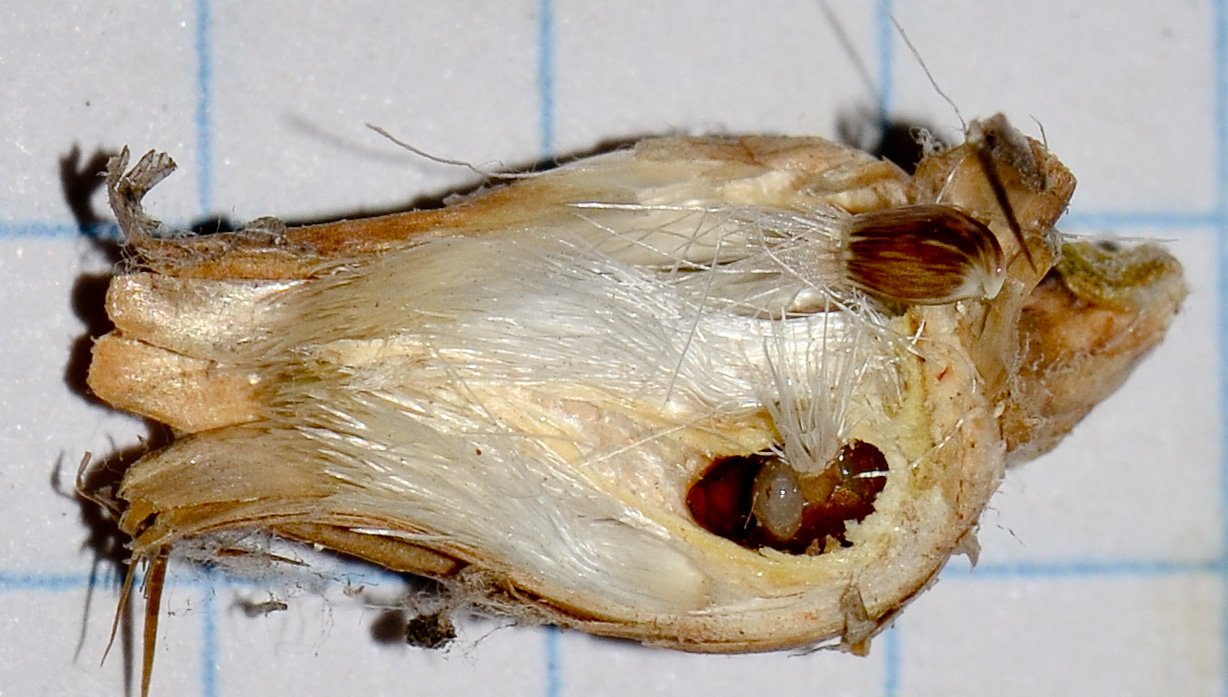 Image of Centaurea procurrens specimen.