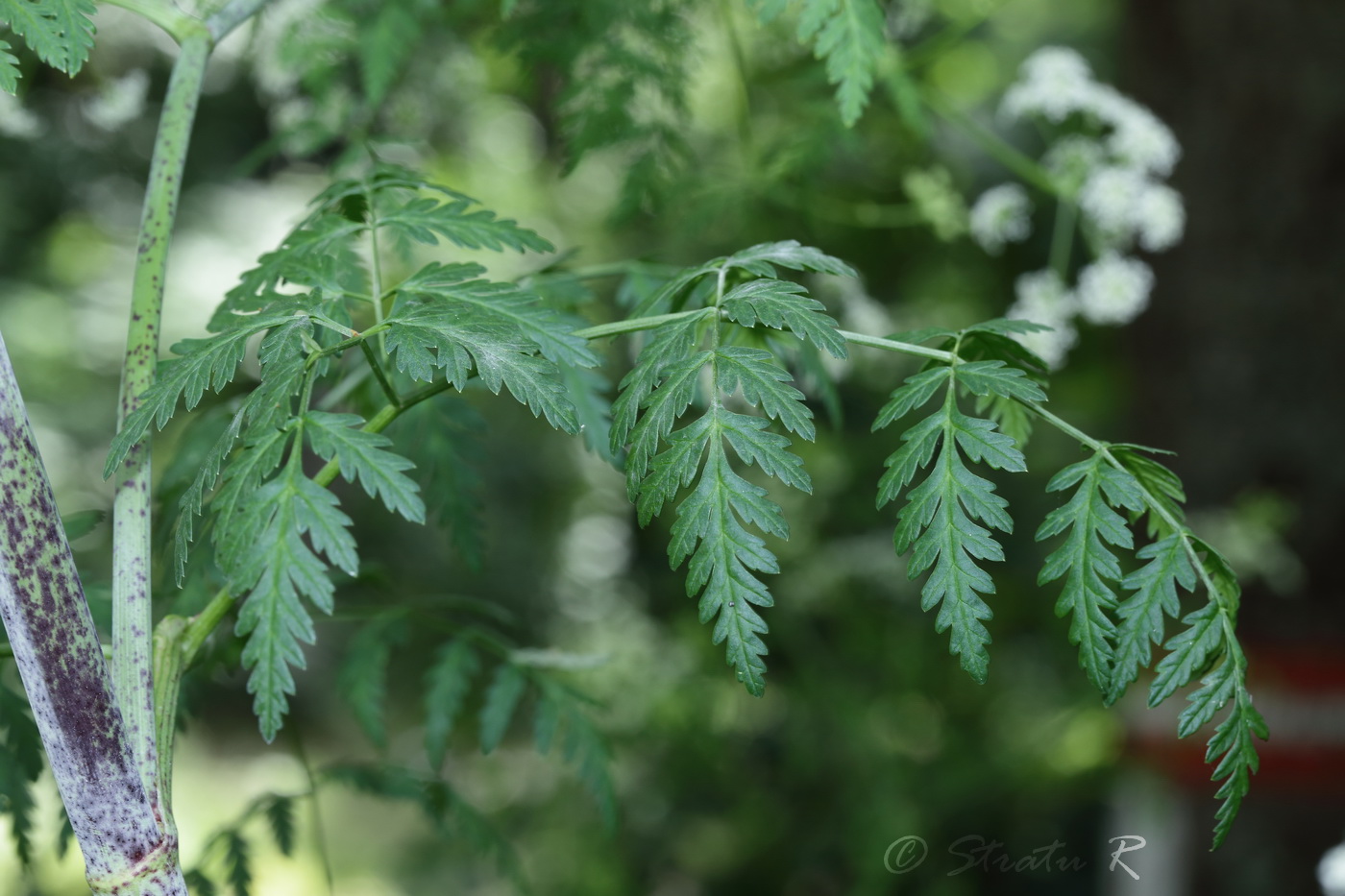 Изображение особи Conium maculatum.