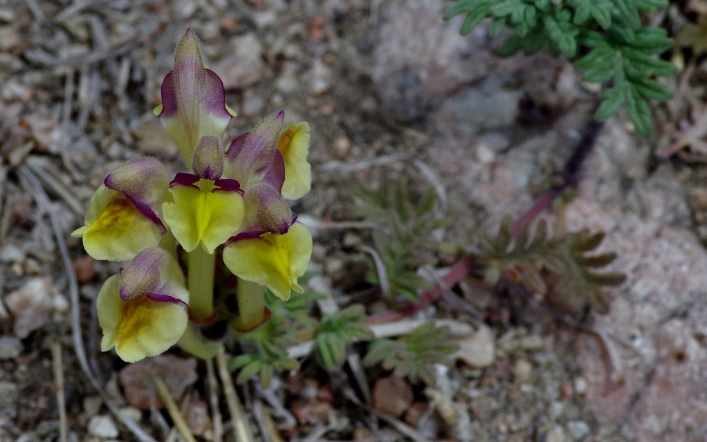 Изображение особи Scutellaria przewalskii.