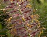 Pennisetum setaceum