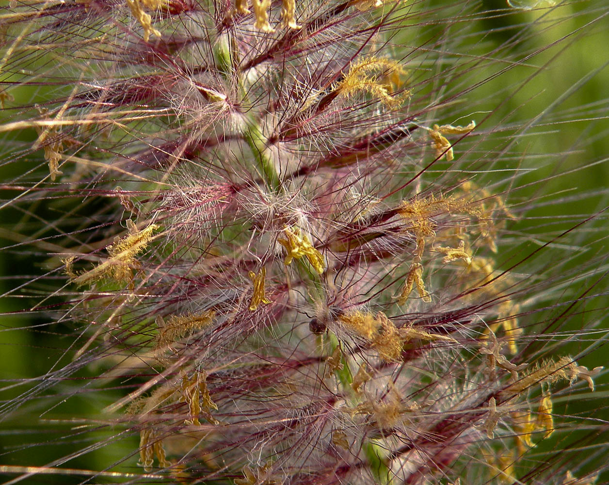 Изображение особи Pennisetum setaceum.