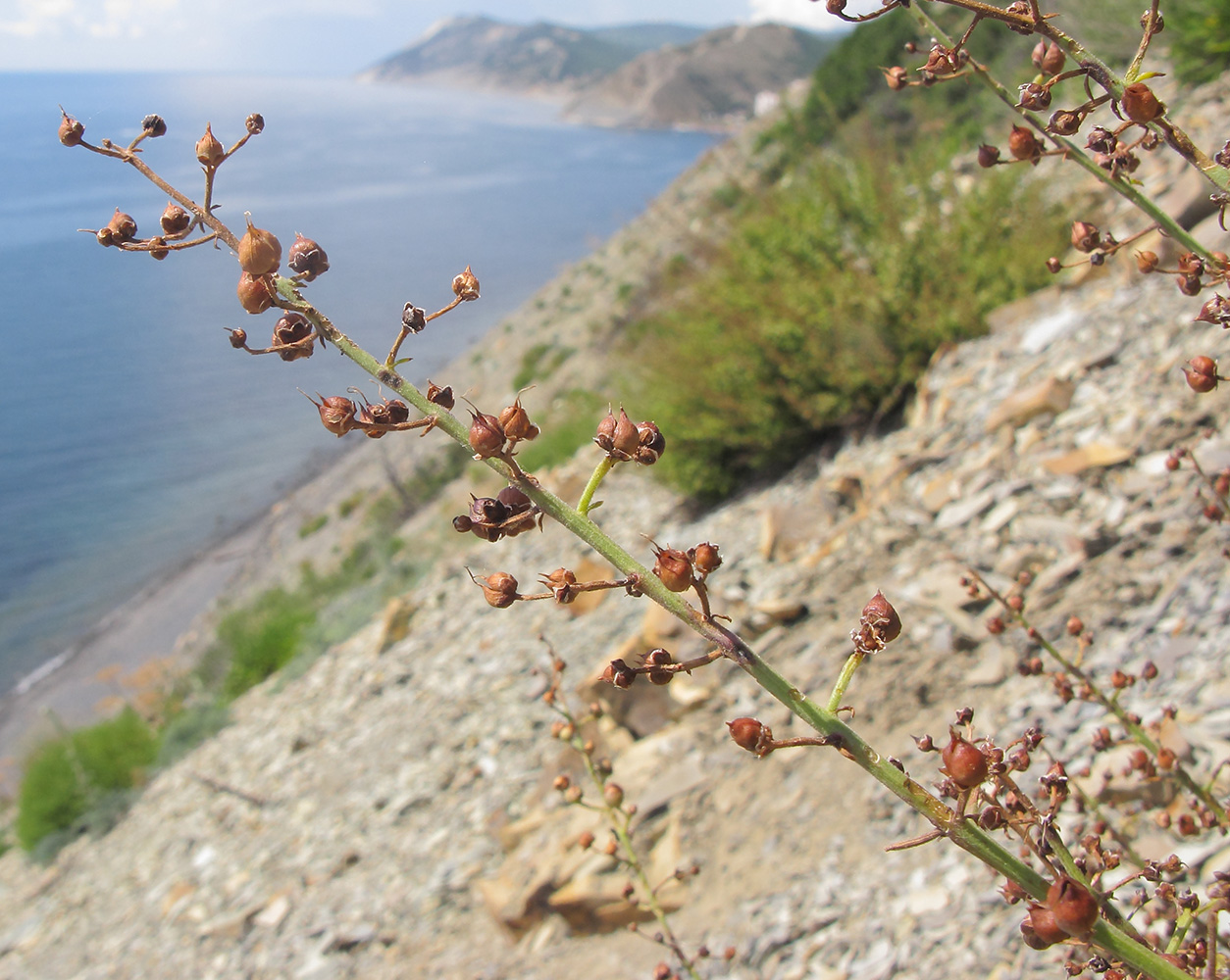 Image of Scrophularia rupestris specimen.